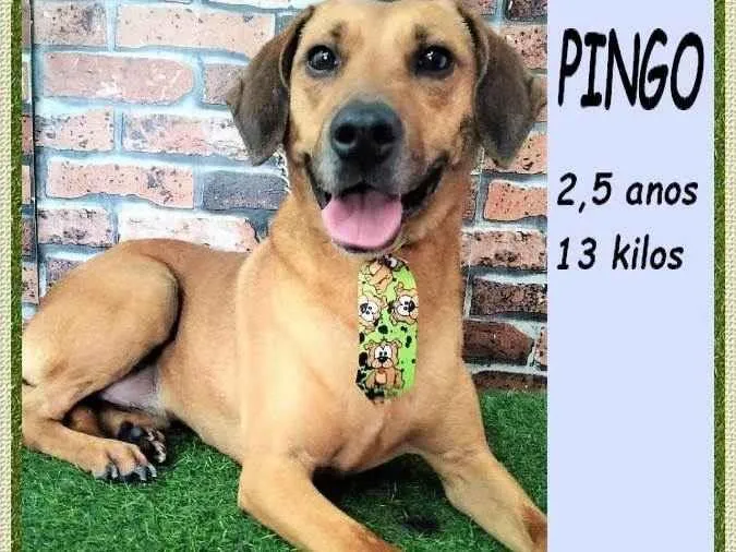 Cachorro ra a SRD-ViraLata idade 2 anos nome Pingo