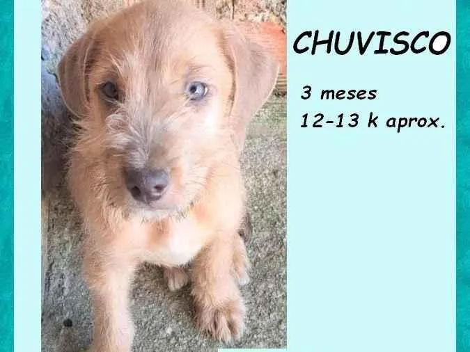 Cachorro ra a SRD-ViraLata idade 2 a 6 meses nome Chuvisco