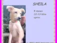 Sheila
