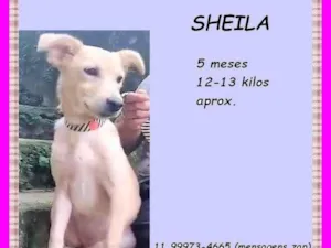 Cachorro raça SRD-ViraLata idade 2 a 6 meses nome Sheila