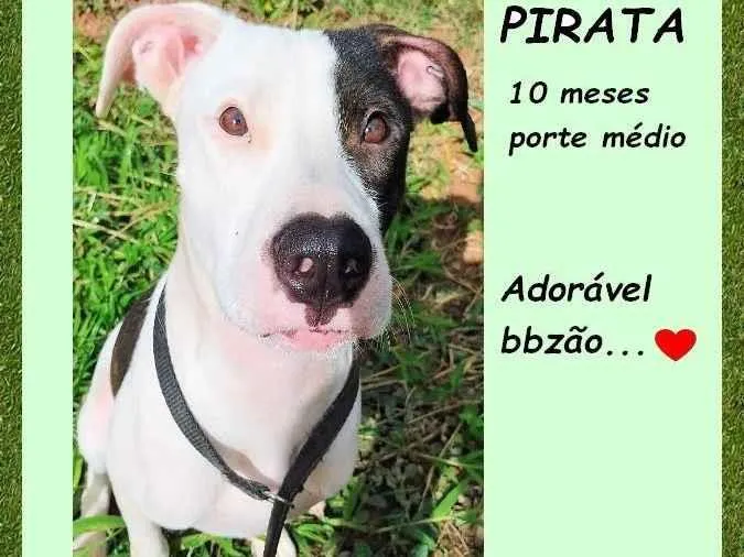 Cachorro ra a SRD-ViraLata idade 7 a 11 meses nome Pirata