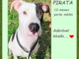 Pirata