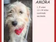 Amora