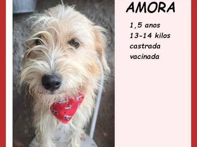 Cachorro ra a SRD-ViraLata idade 1 ano nome Amora