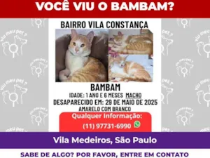 Gato raça SRD-ViraLata idade 2 anos nome Bambam