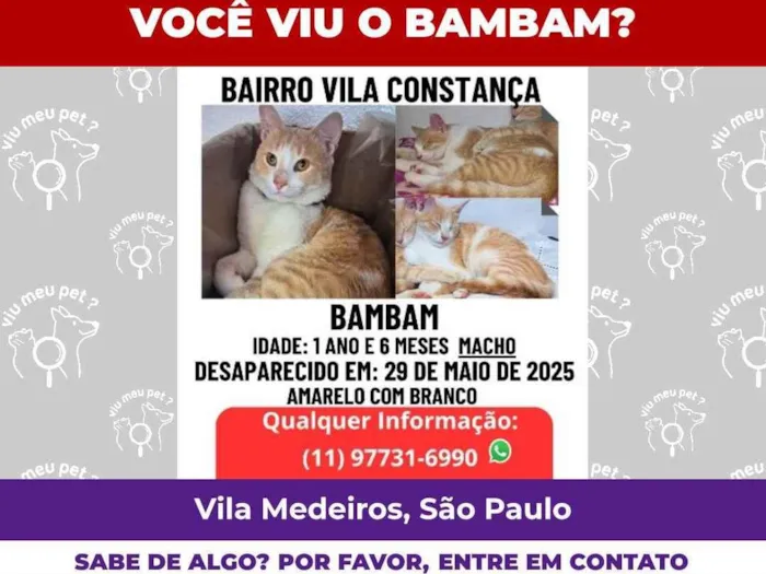 Gato ra a SRD-ViraLata idade 2 anos nome Bambam