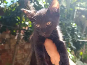 Gato raça SRD-ViraLata idade 2 a 6 meses nome Neguinho 
