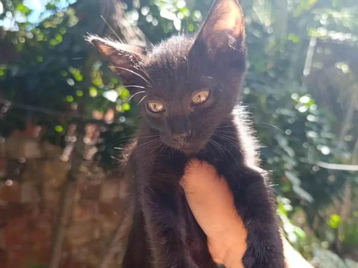 Gato ra a SRD-ViraLata idade 2 a 6 meses nome Neguinho 