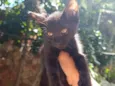 Neguinho