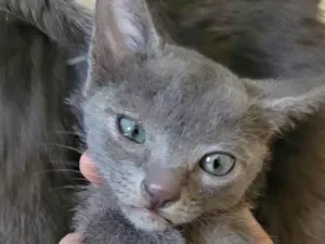 Gato raça SRD-ViraLata idade 7 a 11 meses nome Mirian 