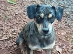 Cachorro raça SRD-ViraLata idade 3 anos nome Chocolate 
