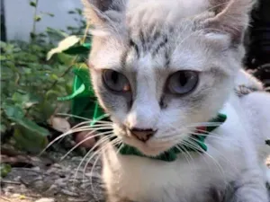 Gato raça SRD-ViraLata idade 7 a 11 meses nome Mariah