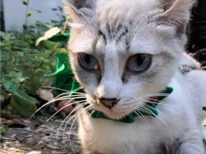 Gato ra a SRD-ViraLata idade 7 a 11 meses nome Mariah
