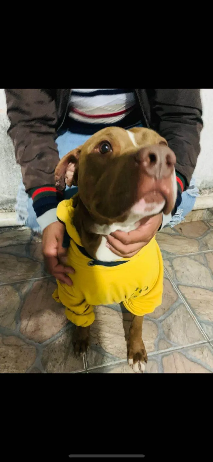 Cachorro ra a Pit-Bull idade 3 anos nome Aquiles