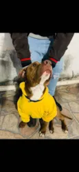 Aquiles