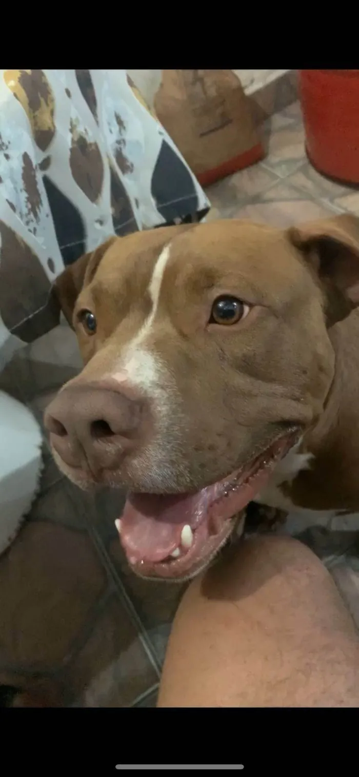 Cachorro ra a Pit-Bull idade 3 anos nome Aquiles