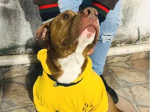 Cachorro raça Pit-Bull idade 3 anos nome Aquiles