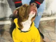 Aquiles