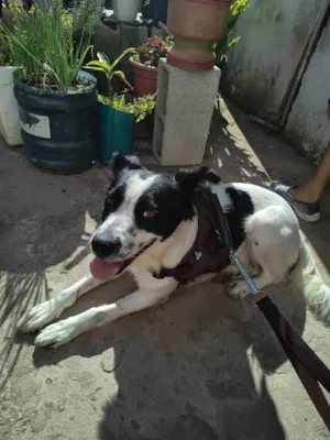 Cachorro raça SRD-ViraLata idade 3 anos nome Nina
