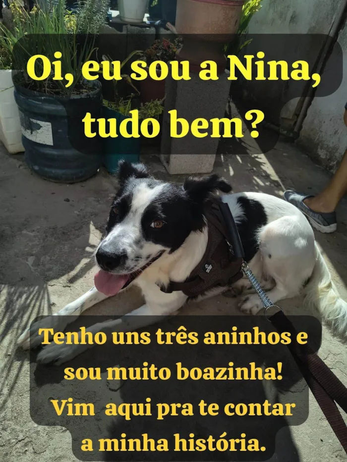Cachorro ra a SRD-ViraLata idade 3 anos nome Nina