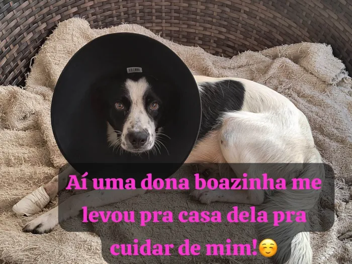 Cachorro ra a SRD-ViraLata idade 3 anos nome Nina