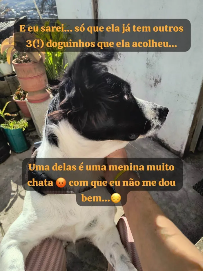 Cachorro ra a SRD-ViraLata idade 3 anos nome Nina