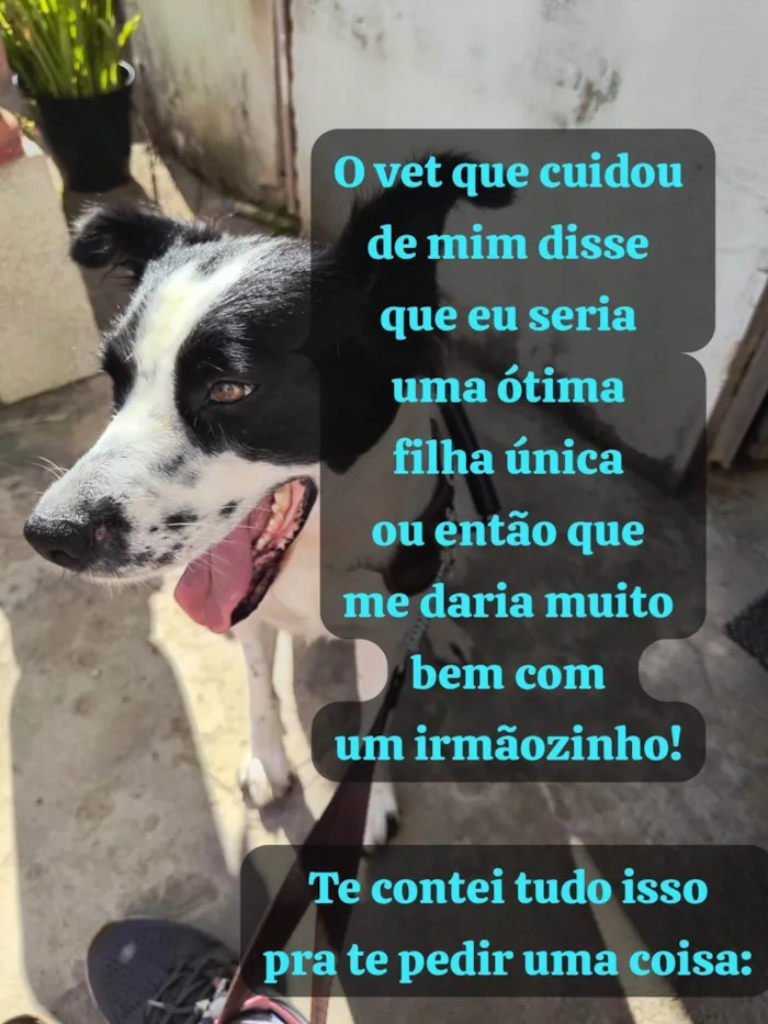 Cachorro ra a SRD-ViraLata idade 3 anos nome Nina