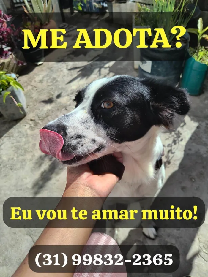 Cachorro ra a SRD-ViraLata idade 3 anos nome Nina