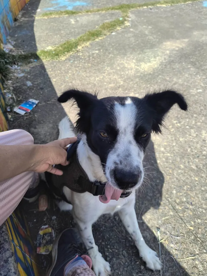 Cachorro ra a SRD-ViraLata idade 3 anos nome Nina