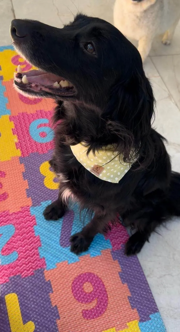 Cachorro ra a SRD-ViraLata idade 3 anos nome Pretinha