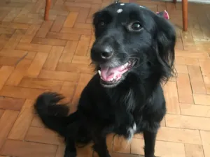 Cachorro raça SRD-ViraLata idade 3 anos nome Pretinha