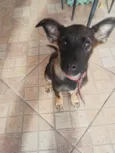 LAILA