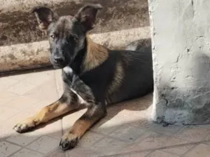 Cachorro raça SRD-ViraLata idade 2 a 6 meses nome LAILA