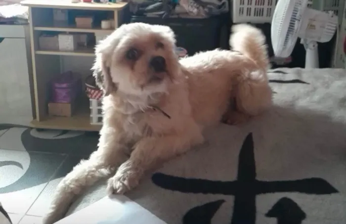 Cachorro ra a Poodle idade 2 anos nome Sandra suene Cordeiro da Silva 