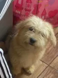 Amora