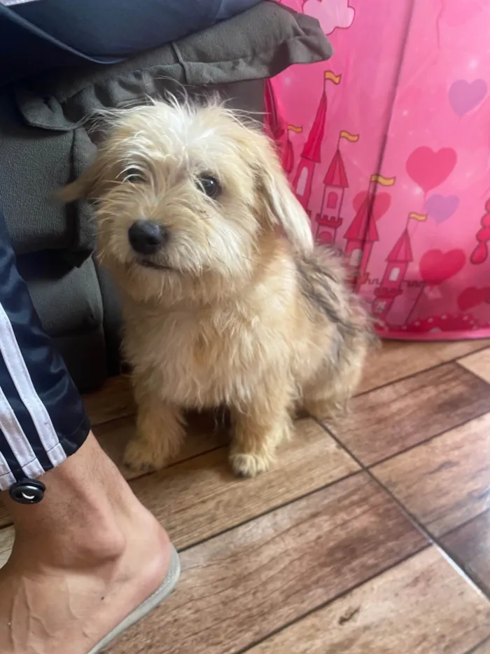 Cachorro ra a SRD-ViraLata idade 2 a 6 meses nome Amora 