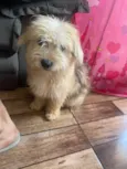 Amora