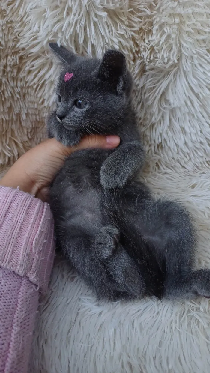 Gato ra a Exótico idade Abaixo de 2 meses nome Russa azul adocao