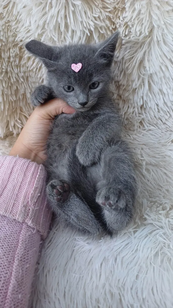 Gato ra a Exótico idade Abaixo de 2 meses nome Russa azul adocao