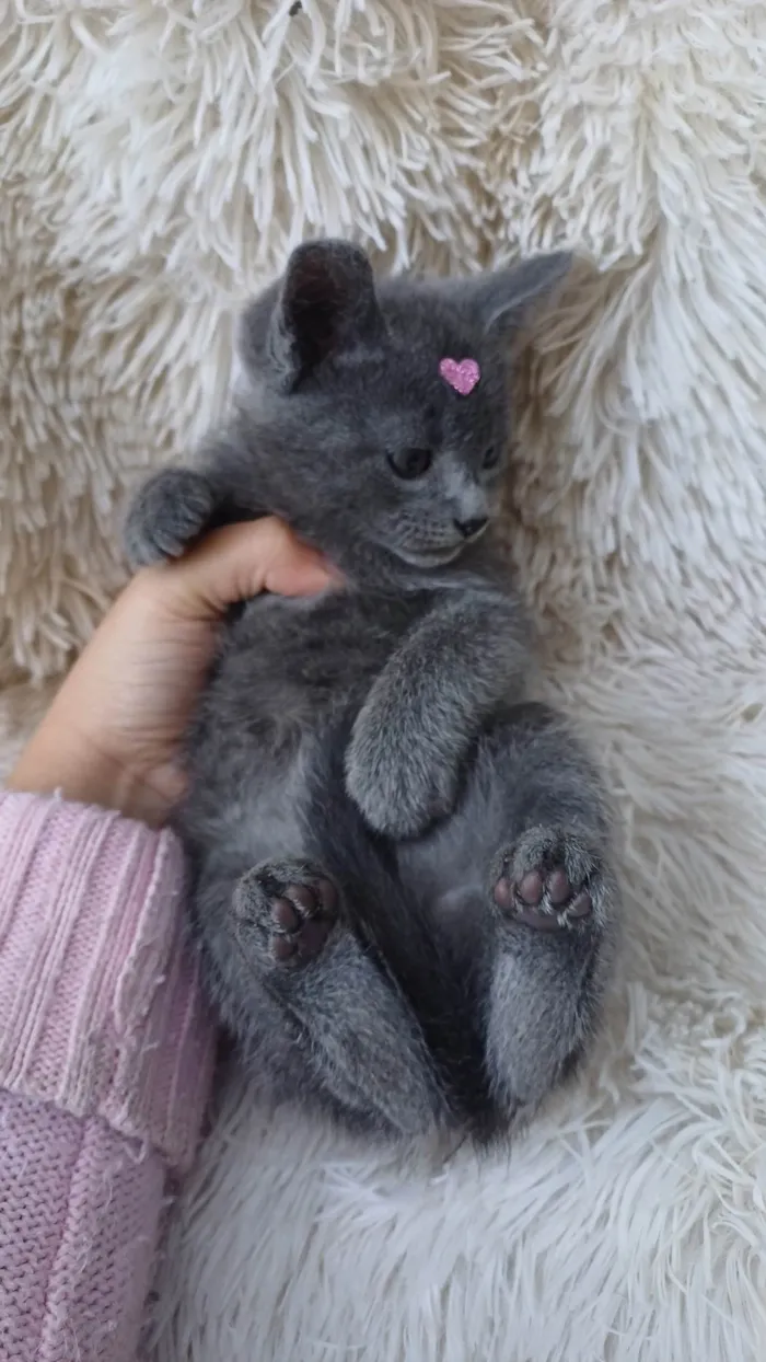 Gato ra a Exótico idade Abaixo de 2 meses nome Russa azul adocao