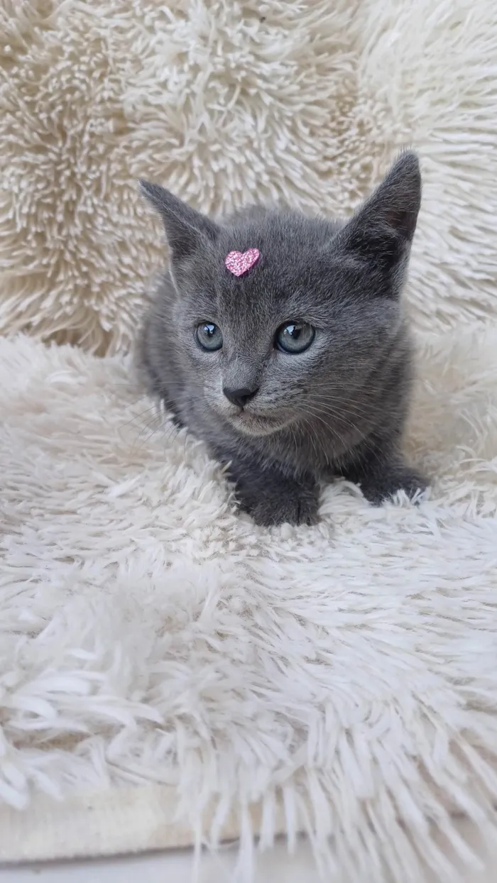 Gato ra a Exótico idade Abaixo de 2 meses nome Russa azul adocao