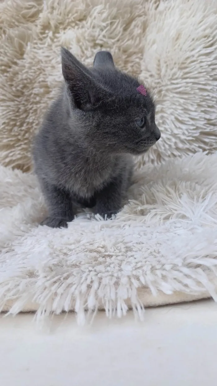 Gato ra a Exótico idade Abaixo de 2 meses nome Russa azul adocao