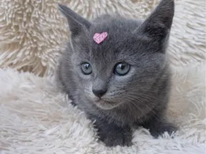 Gato raça Exótico idade Abaixo de 2 meses nome Russa azul adocao