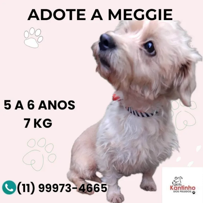 Cachorro ra a SRD-ViraLata idade 5 anos nome Meggie