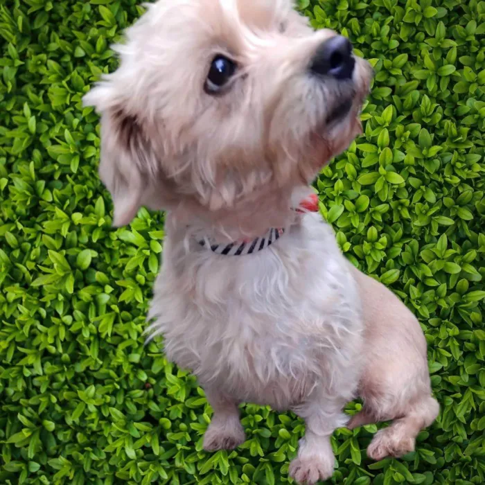 Cachorro ra a SRD-ViraLata idade 5 anos nome Meggie