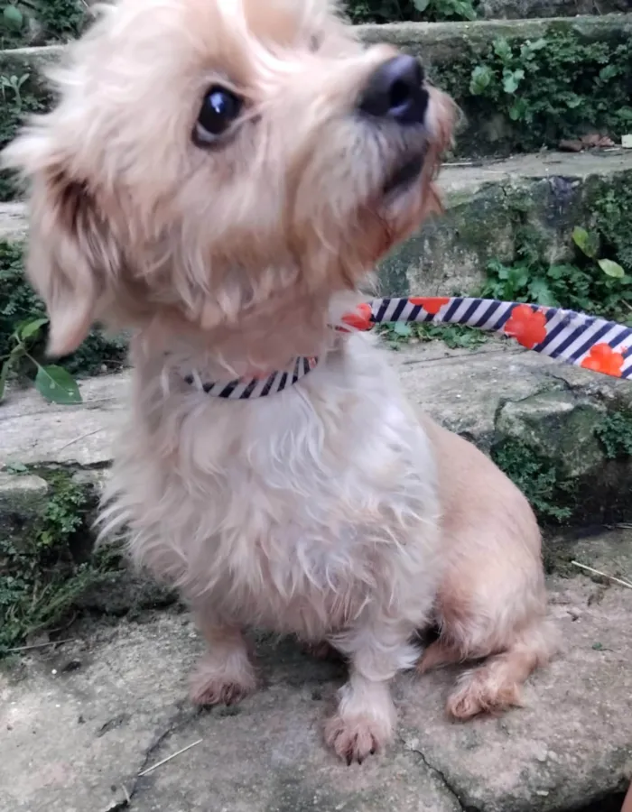 Cachorro ra a SRD-ViraLata idade 5 anos nome Meggie
