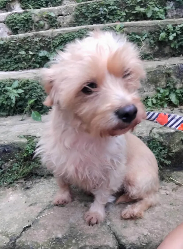 Cachorro ra a SRD-ViraLata idade 5 anos nome Meggie