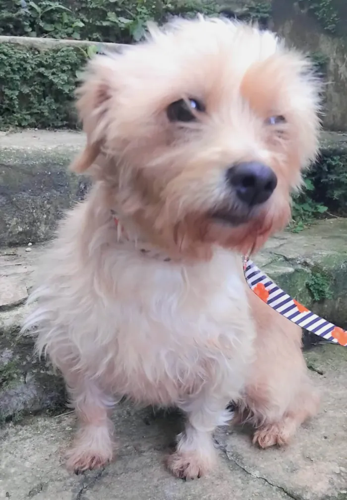 Cachorro ra a SRD-ViraLata idade 5 anos nome Meggie