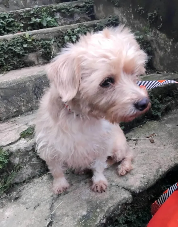 Cachorro ra a SRD-ViraLata idade 5 anos nome Meggie