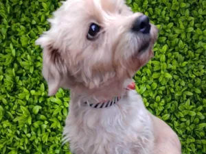 Cachorro raça SRD-ViraLata idade 5 anos nome Meggie